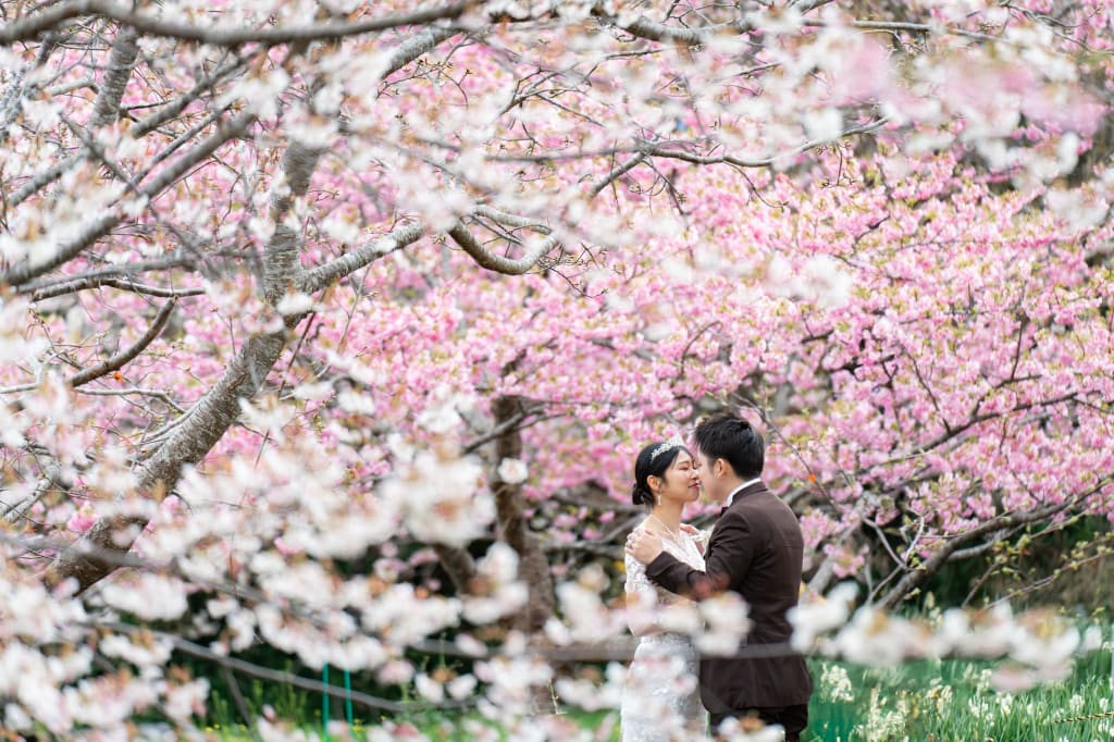 河津桜プランで一足先の春ロケーション