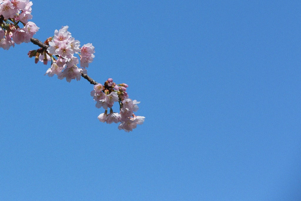 桜・和装ロケーション