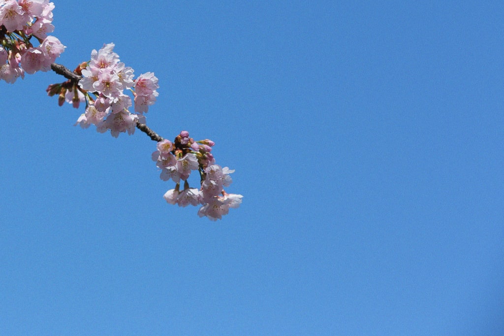 桜・和装ロケーション