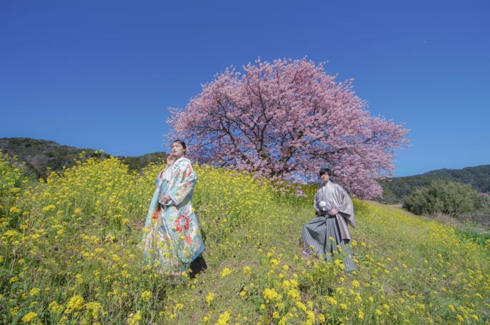 伊豆 河津桜和装ロケーション