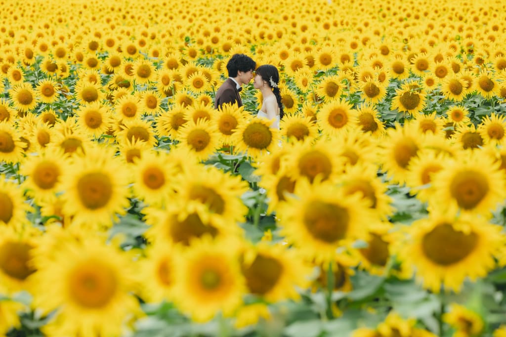 北竜町ひまわりロケーション
