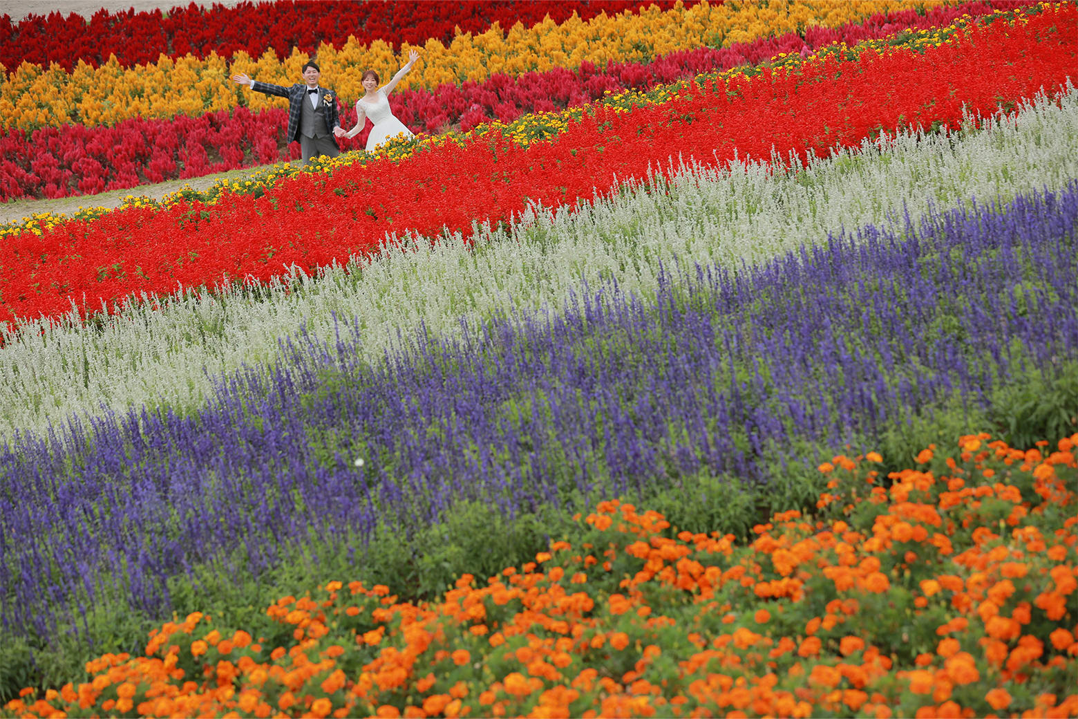 富良野 or 美瑛の花畑プラン | スタジオSOLA 美瑛店 | フォトウェディング・前撮り・結婚写真