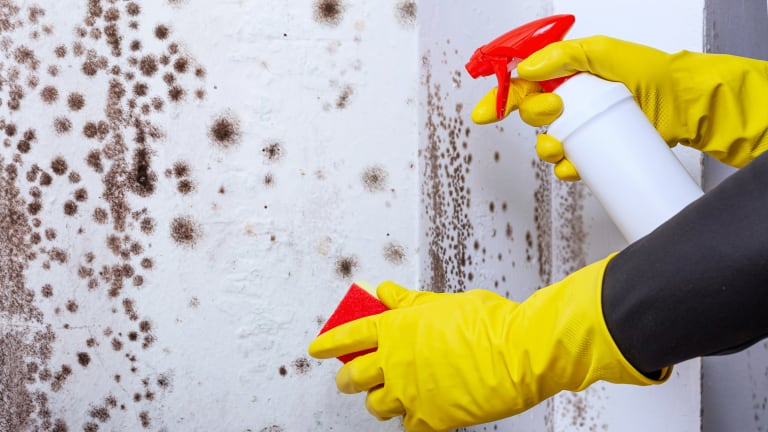 Spraying black mold won’t fix the cause