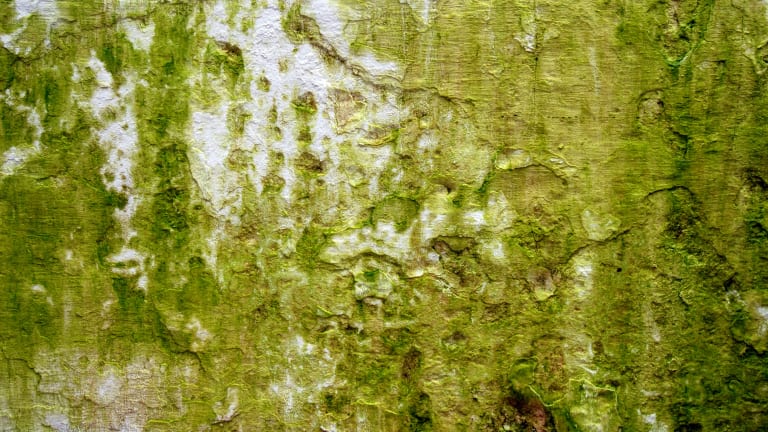 Mold from a leak can look dark, fuzzy or spongy
