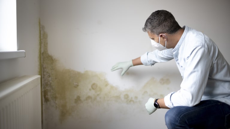 Mold from a quest pipe leak