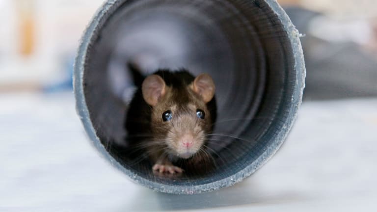 Rodents can easily chew through PEX tubing