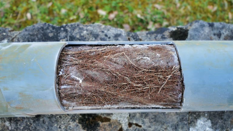 Sewer pipe blocked by tree roots