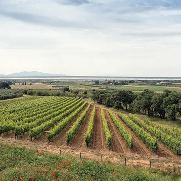 Cantina i vini di Maremma - Intervista DINAclub Members