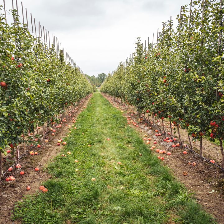 Il fiume, i ponti e i meleti: la ciclabile della Val di Sole da Cogolo di Pejo