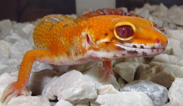 Snake Eyes - Leopard Gecko Traits - Morphpedia