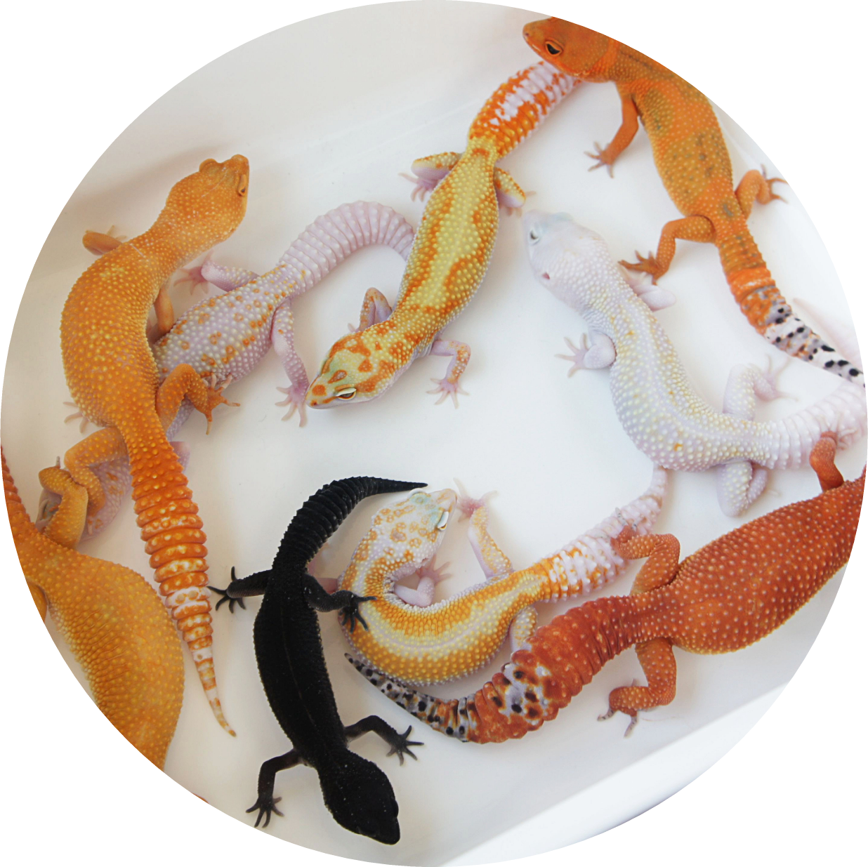 All Morphs Icon