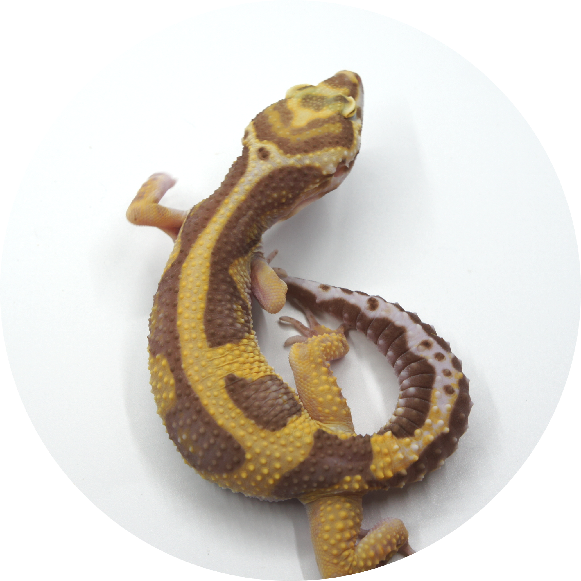 Others Icon