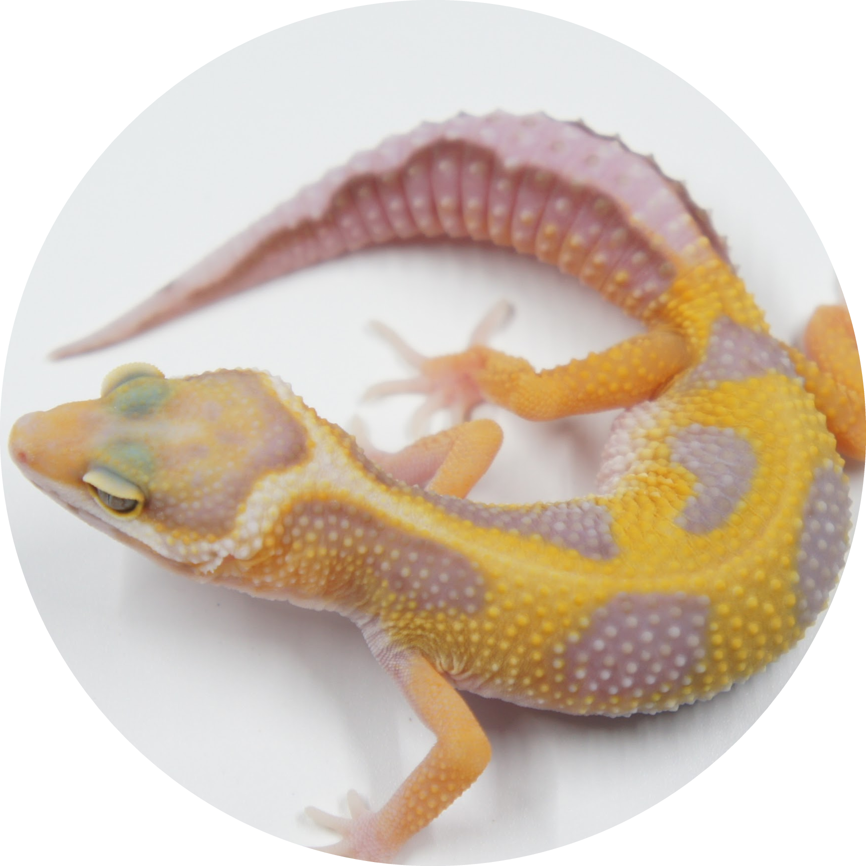 Rainwater Icon