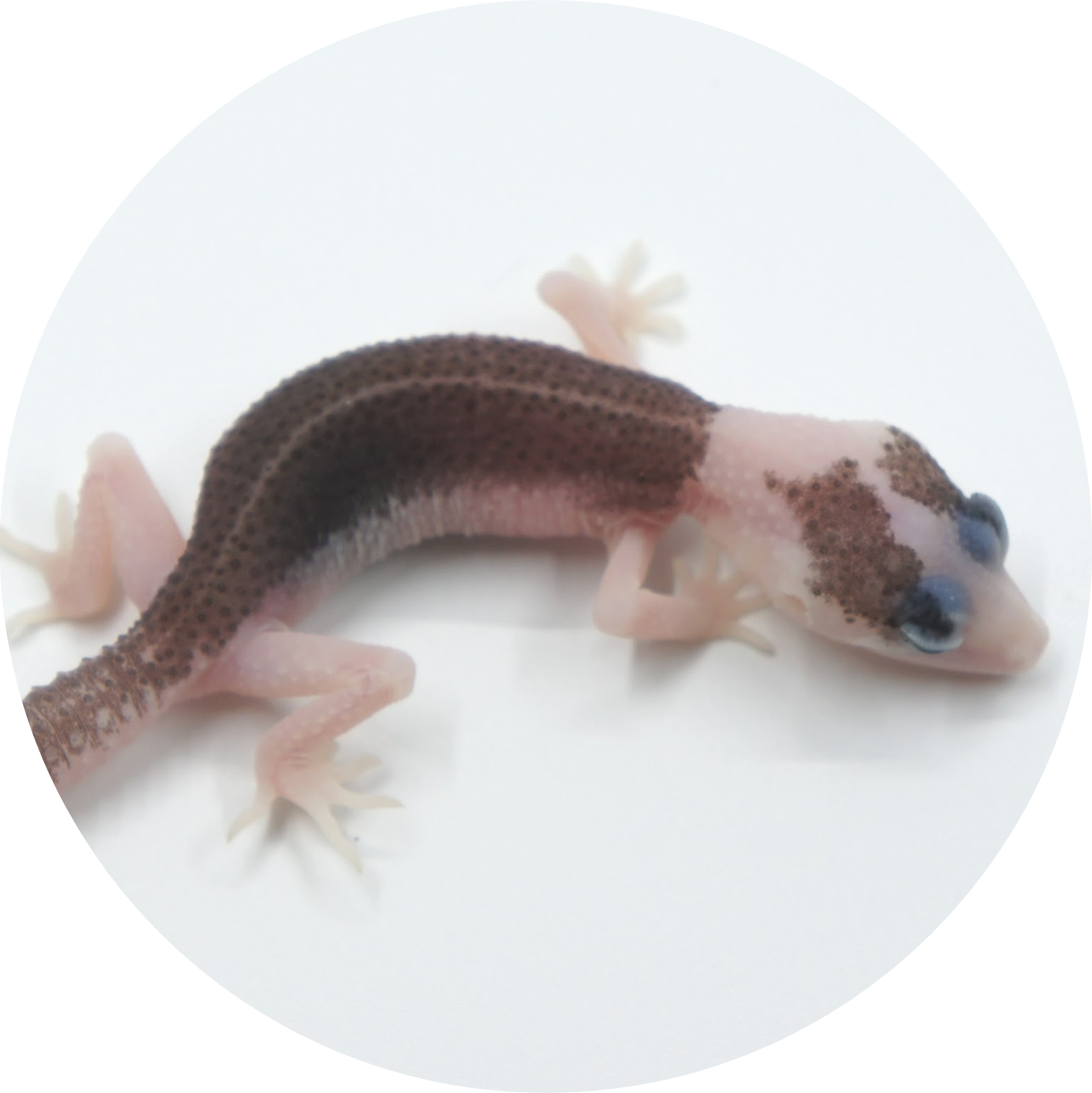 Snows Icon