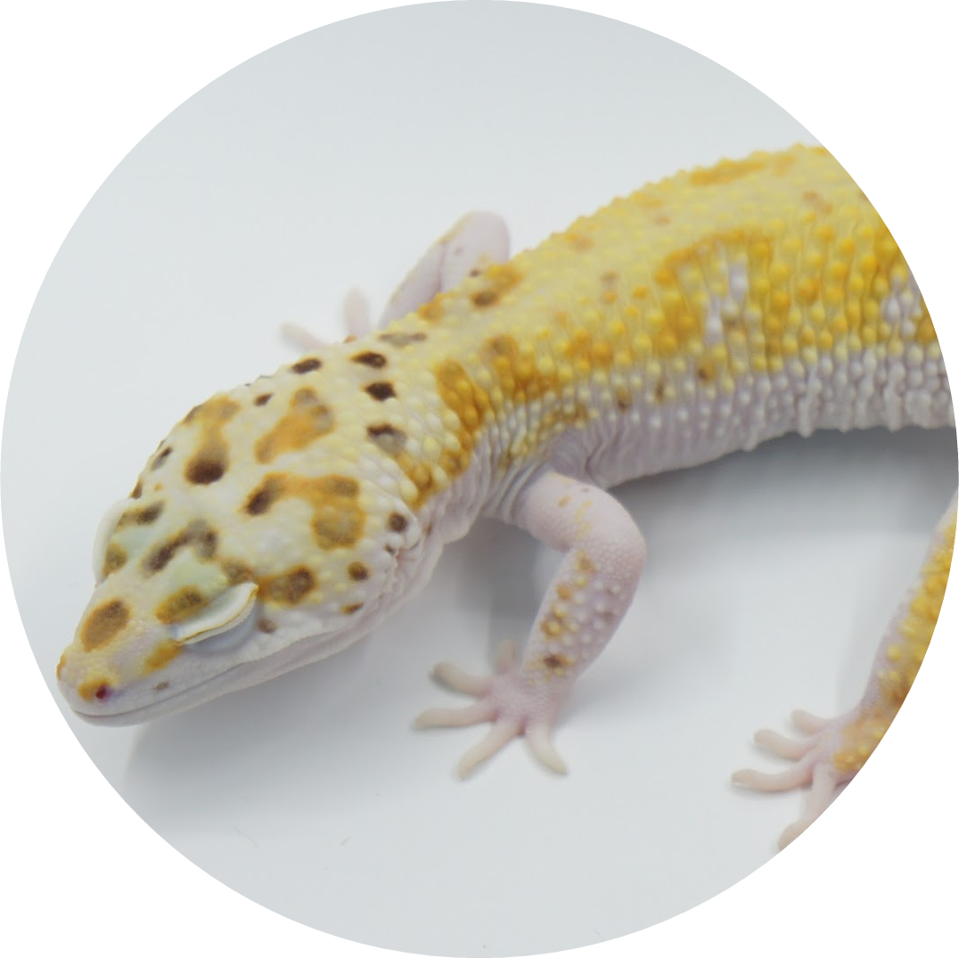 Bell Albinos Icon