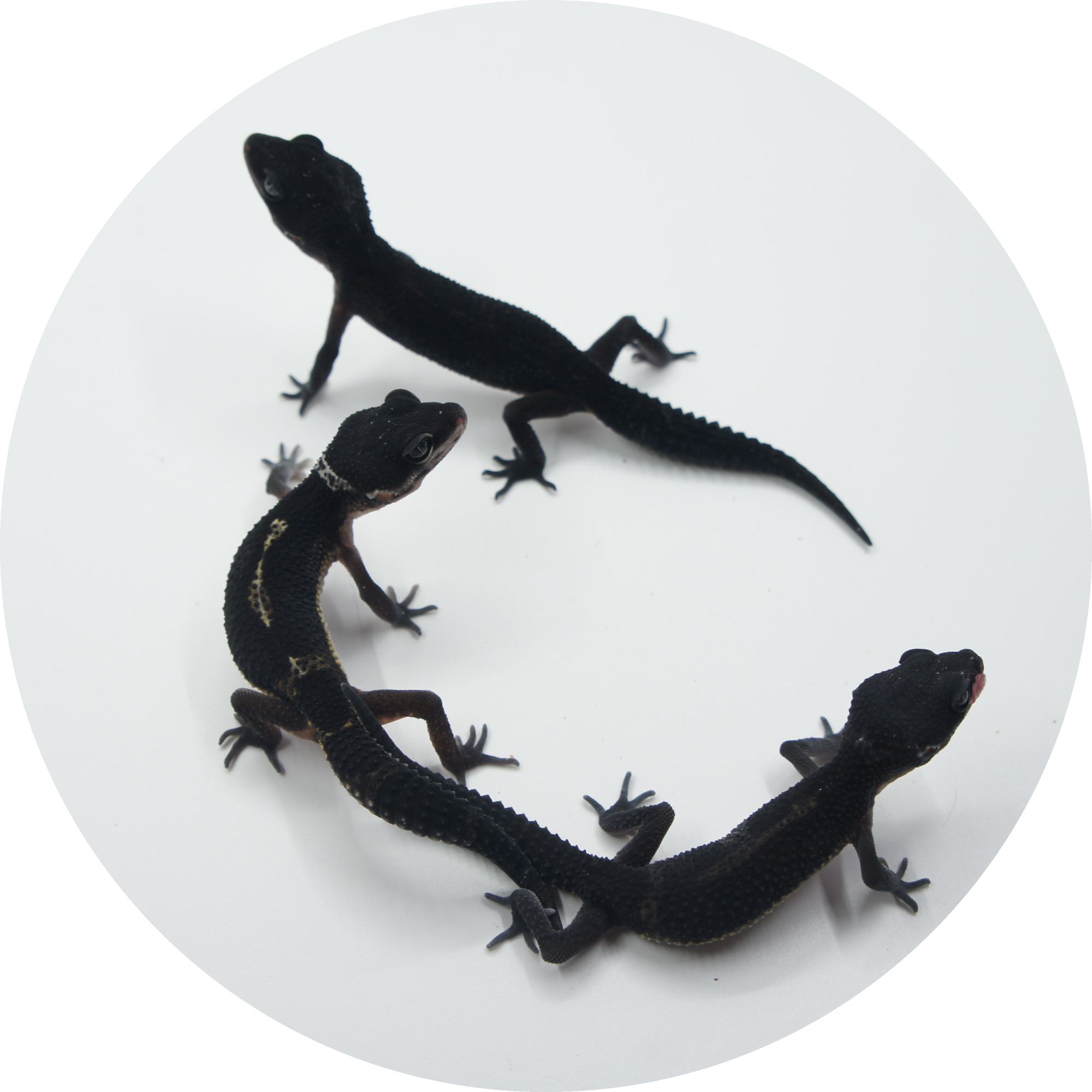 Black Nights Icon