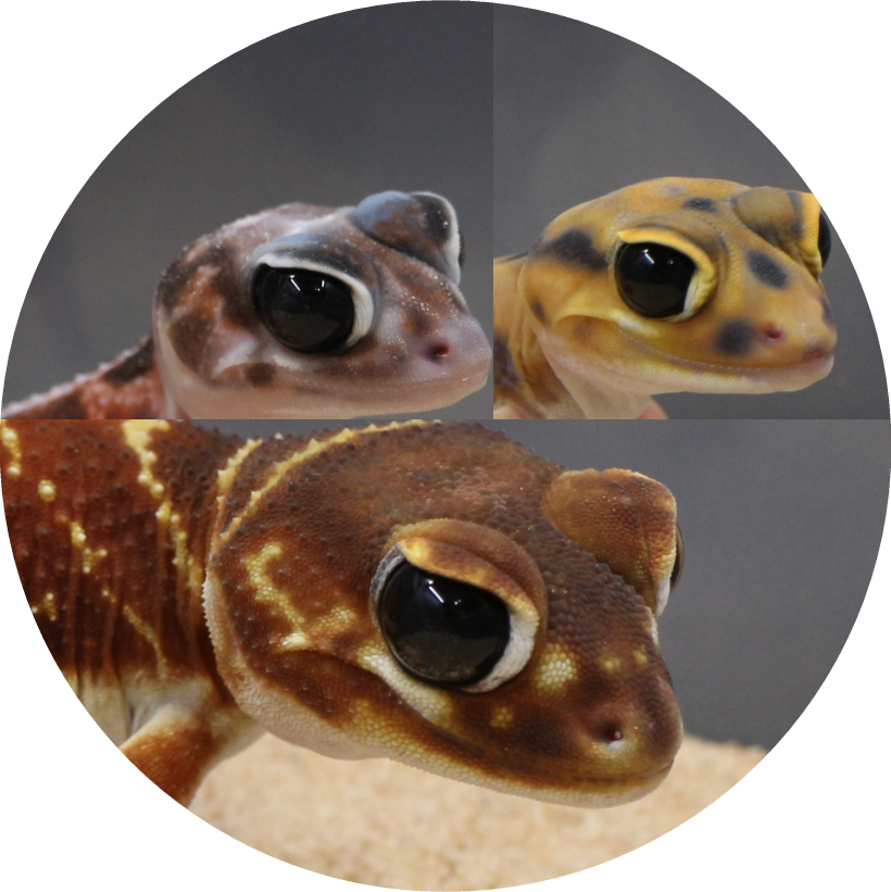 All Geckos Icon