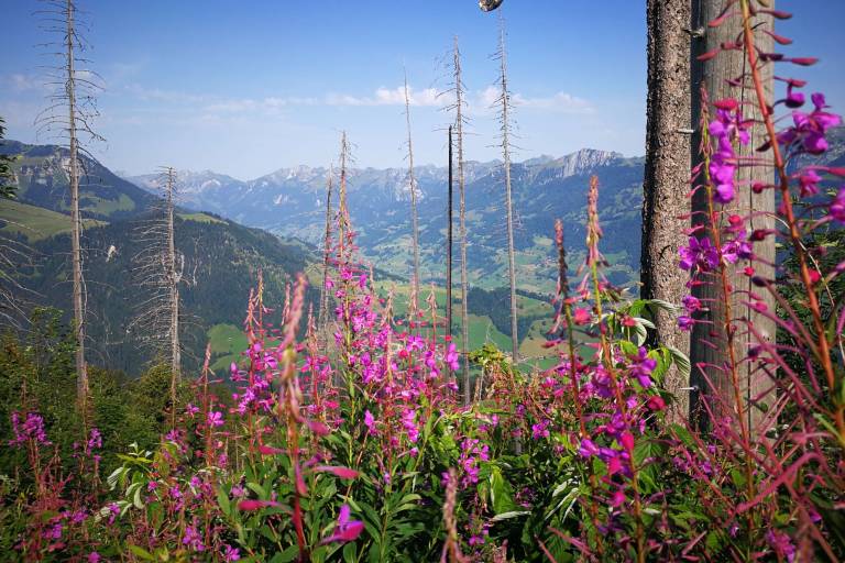 Chemin panoramique Niesen-Diemtigtal image1