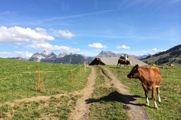 V2 Zweisimmen - Sparenmoos - Zweisimmen image2