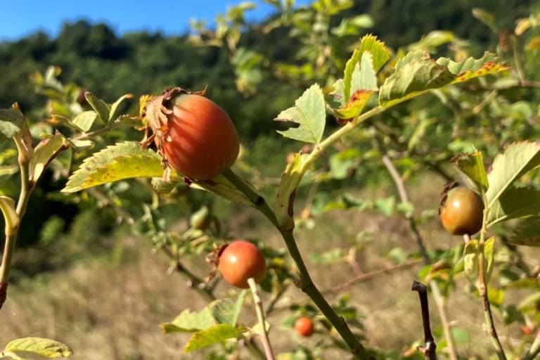 Découverte des plantes sauvages de la Vallée du Brevon image2