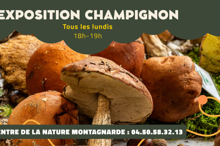 Exposition de champignons image1