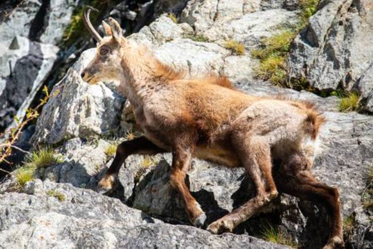 A mountain evening with the chamois image2