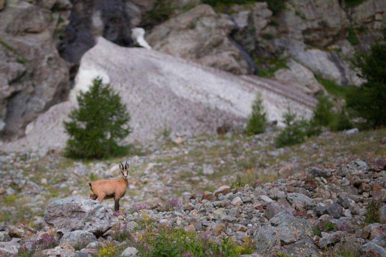 A mountain evening with the chamois image1