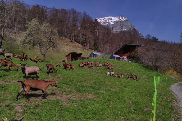 Visite à la ferme des Cabrettes image1