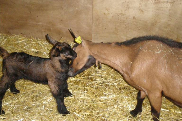 Visite à la ferme des Cabrettes image2