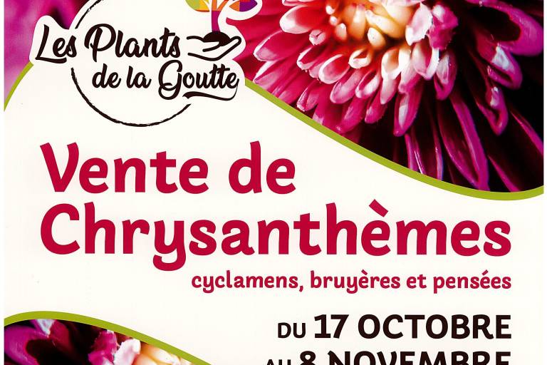 Vente de chrysanthèmes aux Plants de la Goutte image1