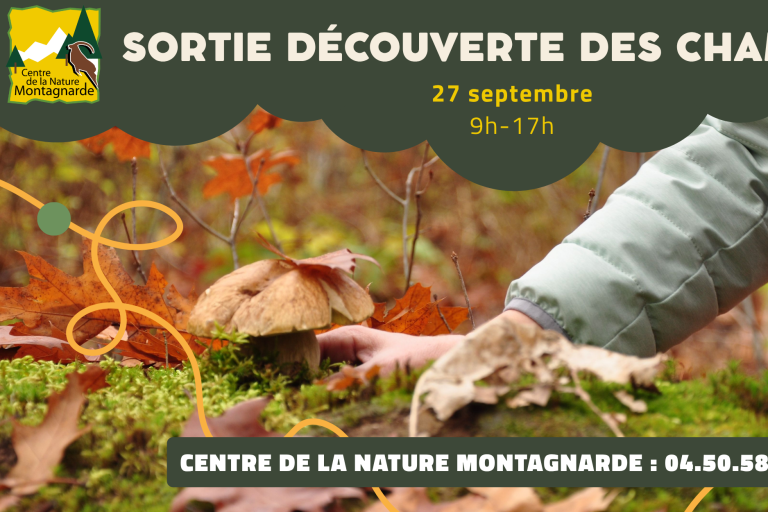 Sortie découverte des champignons image1