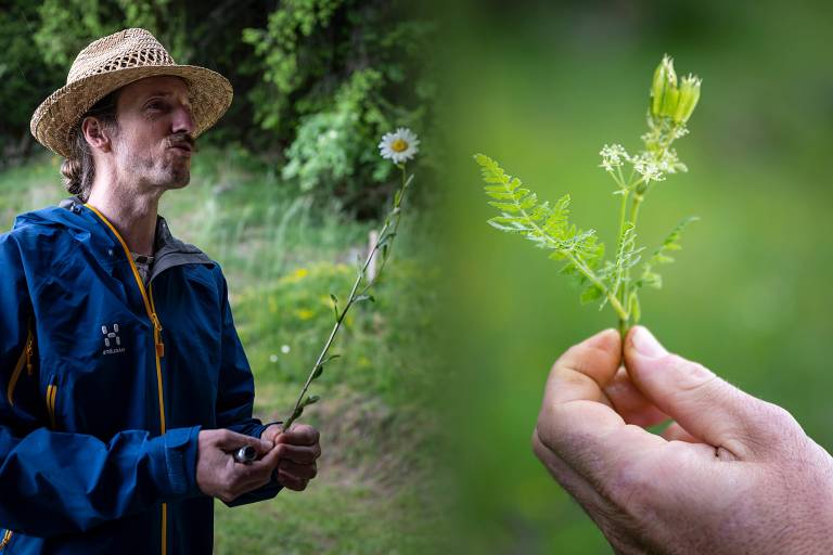 Atelier fabrication de sirop aux plantes image1