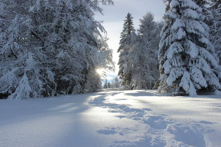 Schneeschuhpfad des Eichhörnchens image1