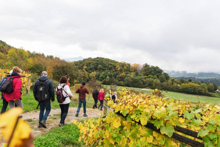 Buvons le paysage Vignoble en scène 2026 image2
