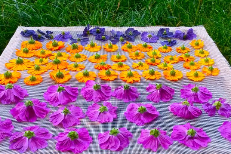 Atelier Plantes : L'art des tisanes image1