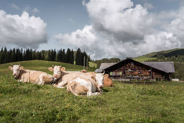 W5 Sparenmoos - Hundsrügg - Jaunpass image2