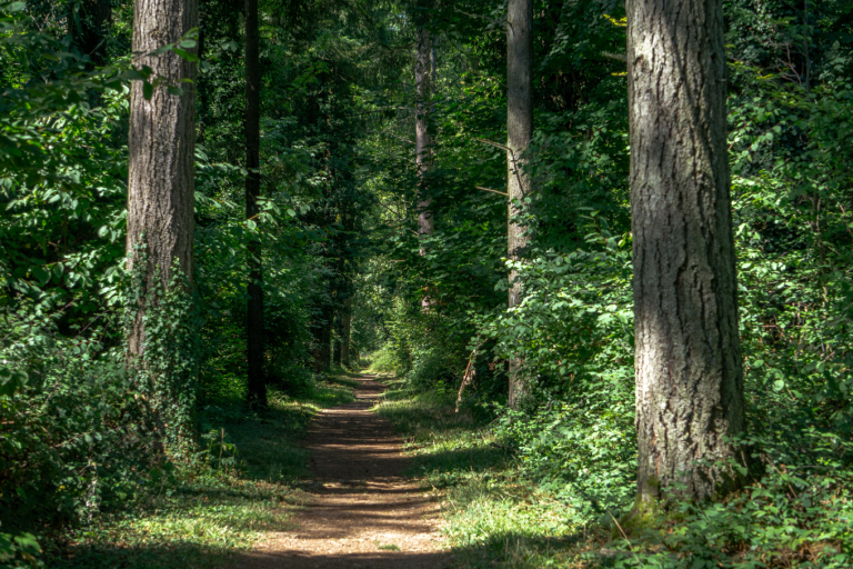 Arboretum de Ripaille image1