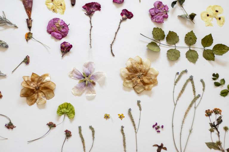 Réalisation d'un herbier image1
