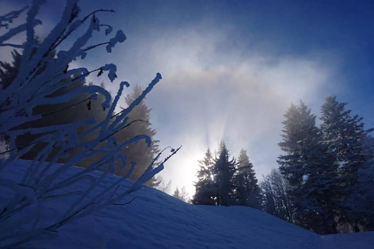 Shinrin Yoku (forest bathing) and snow image1