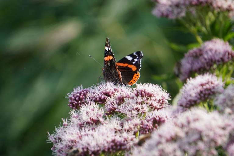 Atelier "Observation des insectes de la montagne" image1