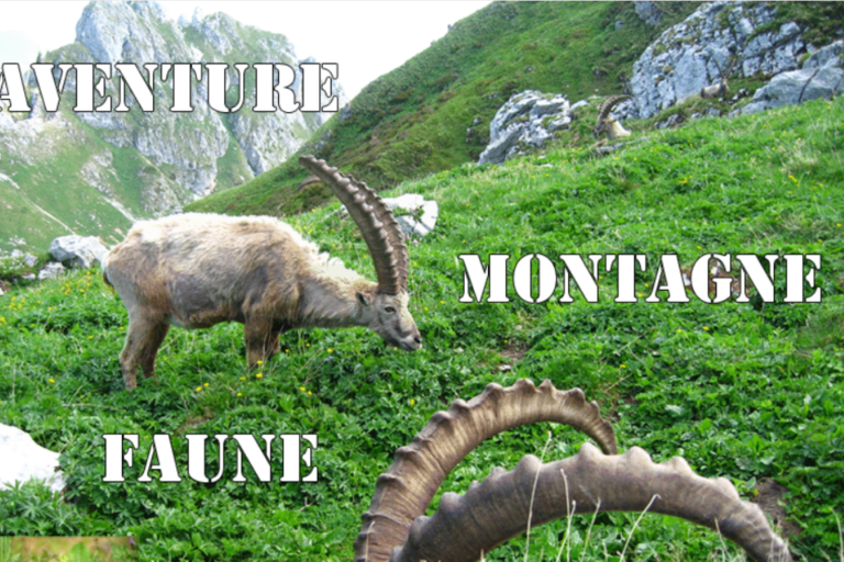 Hiking wildlife image1
