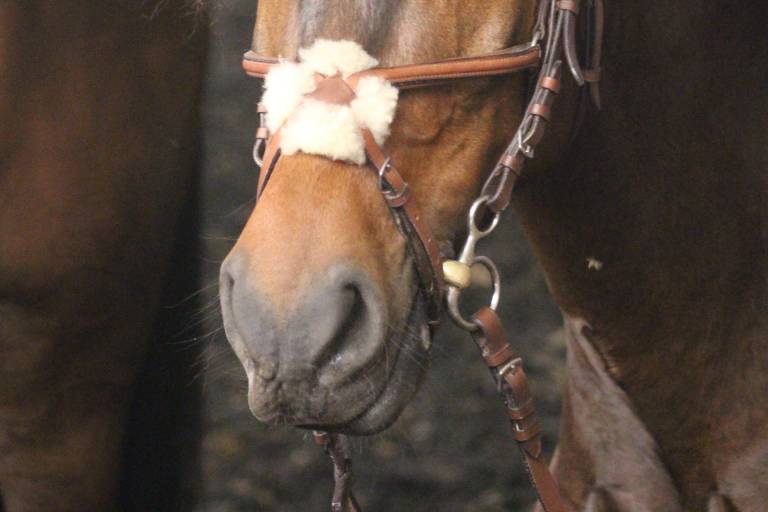 Horse riding lessons image1
