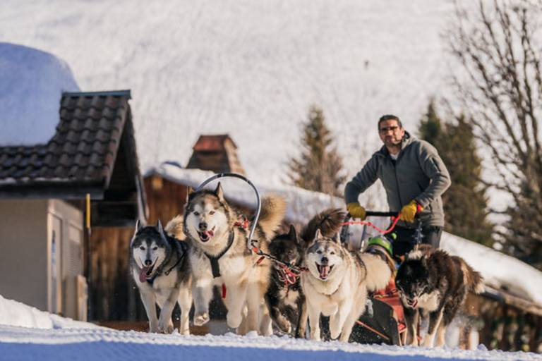 Dog sledding excursion image1