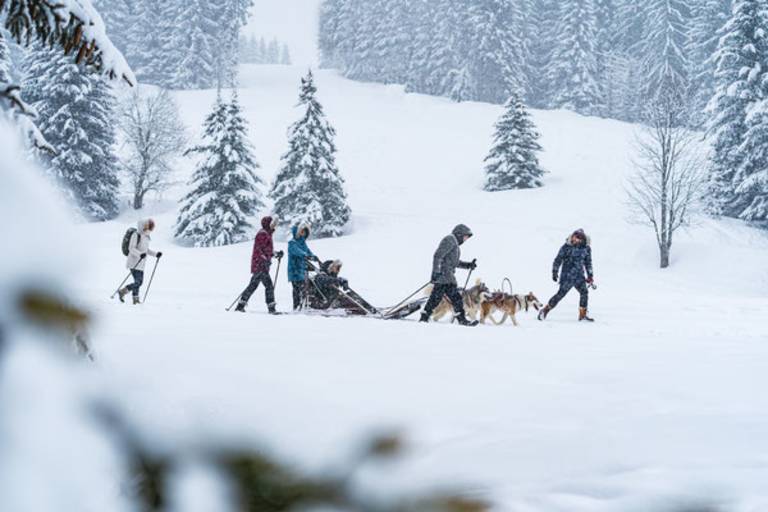 Dog sledding excursion image2