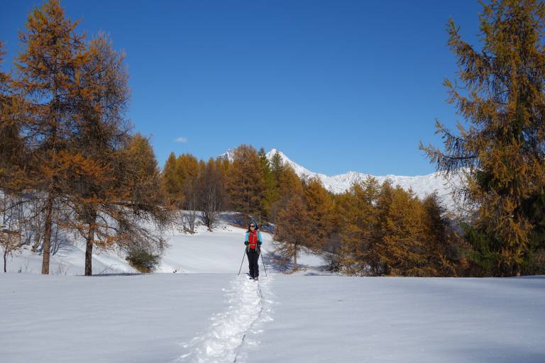 Raquettes " La forêt de Chien-Loup" image1