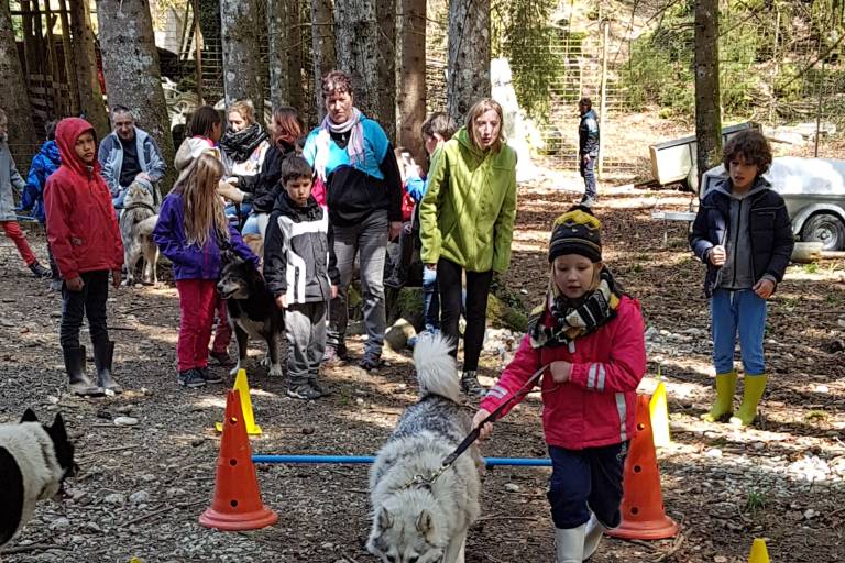 A la rencontre des Chiens Nordiques : Cani-balade et/ou agility avec les chiens de traîneaux image1