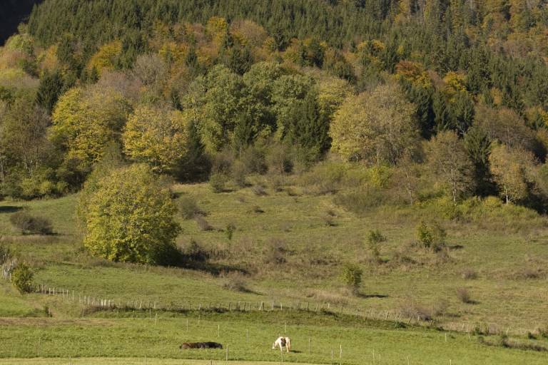 Forêts du Haut-Chablais image2