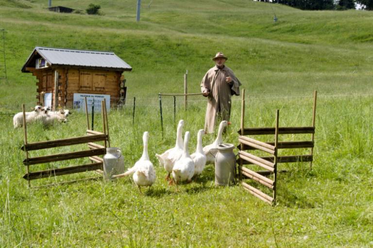 "Live my life as a shepherd" animation image1
