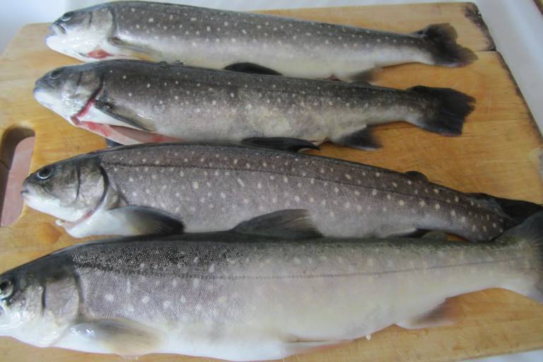 Vente de poissons frais & produits artisanaux....Pêche récréative en bassin piscicole image1