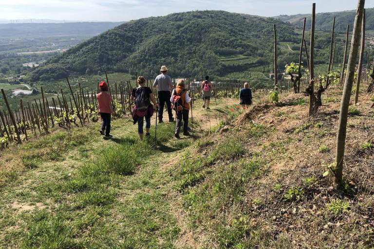 Balade gourmande dans les vignes image2